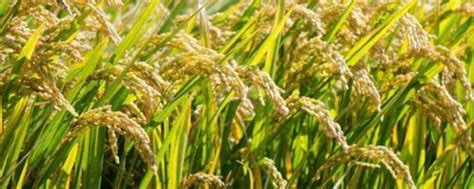 我们现在吃的大米是杂交水稻吗，附杂交水稻分布图-农百科
