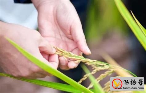 杂交水稻制种的基本原理及主要技术措施ppt课件 - 豆丁网