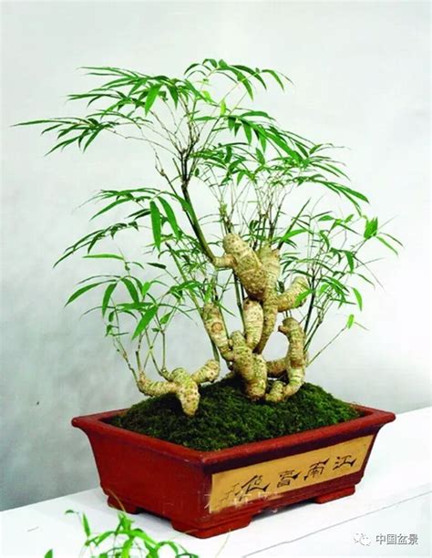 竹子盆栽有哪些品种？-园林杂谈-长景园林网