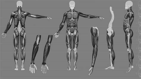 人体建模|三维|人物/生物|好喜欢建模 - 原创作品 - 站酷 (ZCOOL)