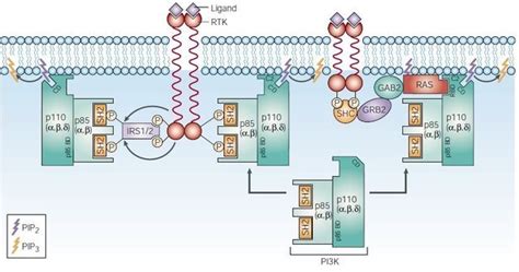 实力靶点AKT：名门将子，破茧待蝶 AKT，也称为磷酸激酶B (PKB)，在涉及细胞生长和分裂、细胞凋亡抑制和血管生成的多种级联信号传导机制中 ...