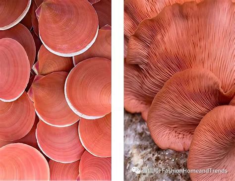 全面解析2019年流行的珊瑚粉，配色宝典#fashion课堂#_同色系