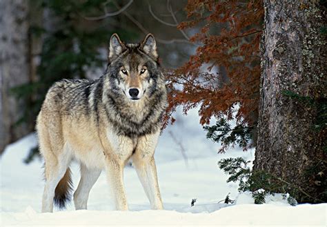 全球最大狼是北美灰狼？其实它有好几种，最大这种站立高度超姚明