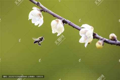 竹蜂是什么蜂？ - 蜜蜂知识 - 酷蜜蜂