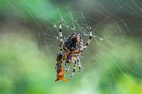 常见的蜘蛛种类介绍（室内常见的几种蜘蛛图鉴） – 碳资讯