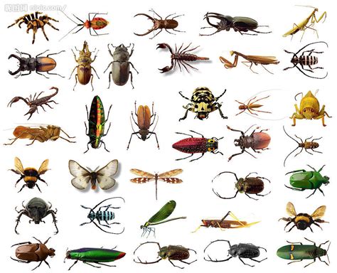 昆虫为何是节肢动物中最有优势的物种？ - 知乎