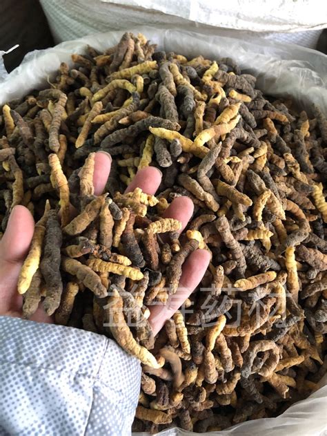 四川丝绸网 - 在小蚕饲养过程中，这几个养蚕技巧，养蚕人必须要知道