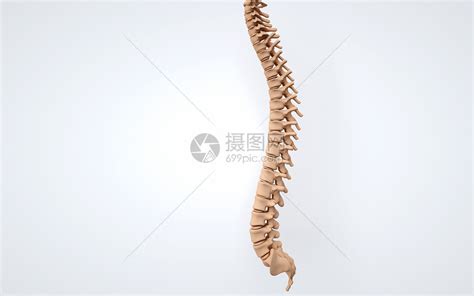 脊柱构造图解图片
