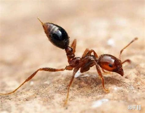 咬人最痛的蚂蚁，相当于被子弹穿过，疼痛感持续24小时还不会减弱_猎物
