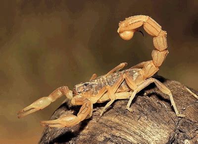 家养常见的宠物蝎子品种大全