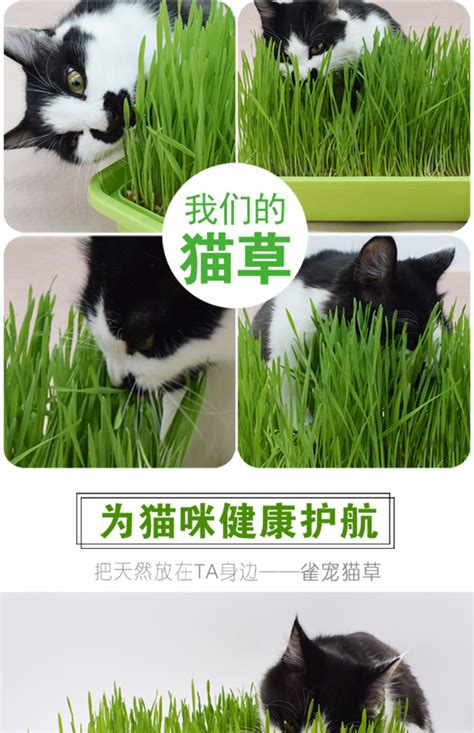 猫草用什么种的比较好-猫草多久能种出来-趣丁网