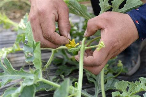 西瓜怎么种植，详细的西瓜种植技术介绍-趣农笔记