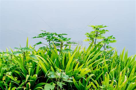 夏天的花草与植物高清图片下载-正版图片500464529-摄图网