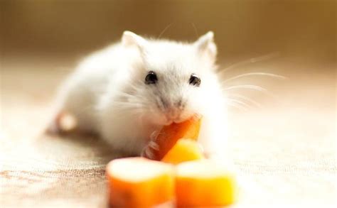 7种常见的宠物仓鼠，中国地鼠几乎没人养，“通心粉”|地鼠|仓鼠|沙鼠_新浪新闻