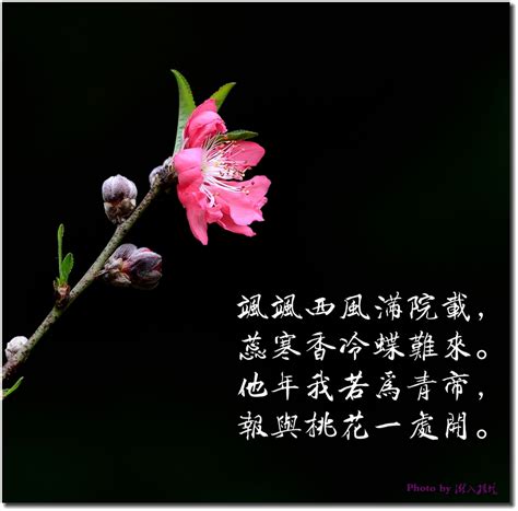赞美桃花的古诗 描写桃花的诗句【20首】