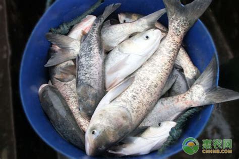 现在淡水鱼多少钱一斤？全国淡水鱼批发行情走势 - 惠农网
