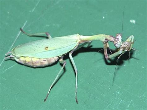 刚出生的小螳螂吃什么食物（带你看看1厘米的螳螂可以吃的3种食物）—趣味生活常识网