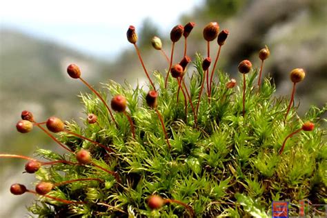 常见的10种苔藓植物-景观知识-陕西源景园林有限公司|西安植物墙制作