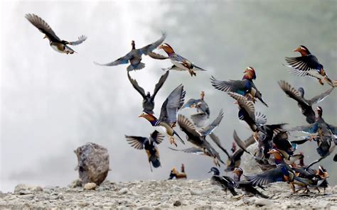 飞鸟与鱼都成群结队，它们为啥从不相撞？这办法新能源发展用得上_科创_新民网