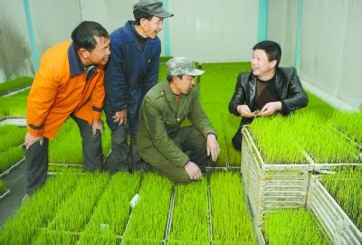 机械助力水稻插秧 标准化集中育秧打牢高产基础