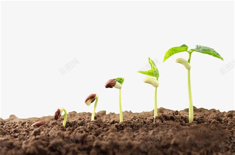 发芽的植物图片-土壤中发芽的植物素材-高清图片-摄影照片-寻图免费打包下载