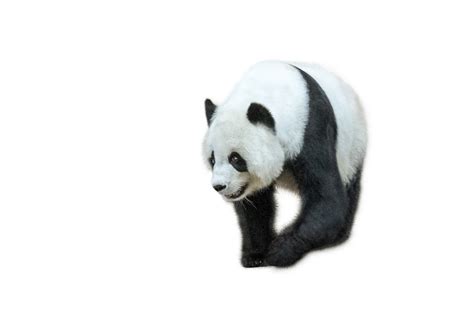 IMAX原创纪录片《熊猫们》发布预告 圆滚滚被萌化_手机新浪网