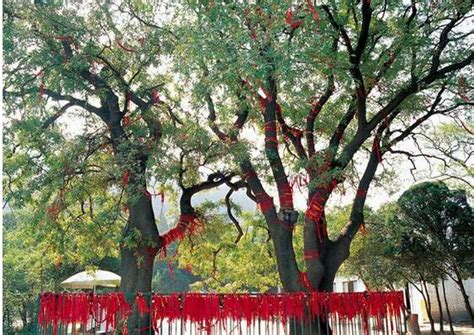 桂林市开展“保护古树名木弘扬生态文明”古树名木保护主题活动-桂林生活网新闻中心