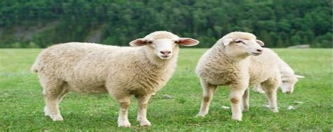 澳洲羊毛和羊绒的区别 - 业百科