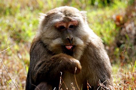 黄山短尾猴多少钱-黄山短尾猴好养吗-黄山短尾猴的趣事