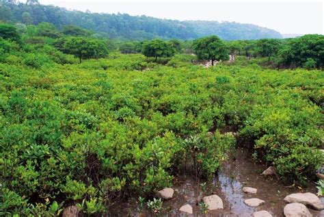 红树植物对“高盐的潮间带环境”具有什么特殊的作用？ _湿地保护_www.shidicn.com