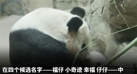 外交部：3只旅美大熊猫将年底回国