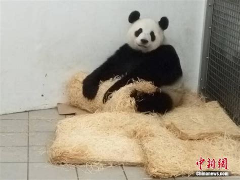 憨态可掬！荷兰动物园公布大熊猫宝宝“繁星”萌照