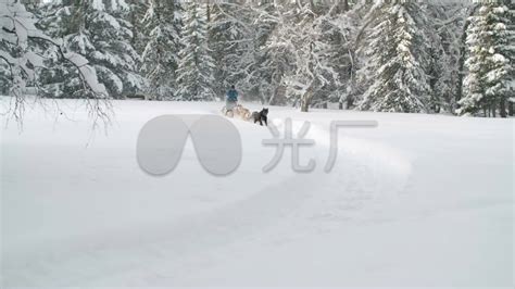 关于雪橇犬的电影，这几部你都看过吗-搜狐大视野-搜狐新闻