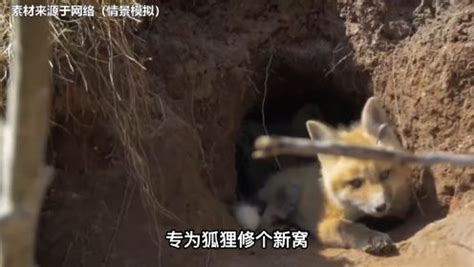狐狸窝图片