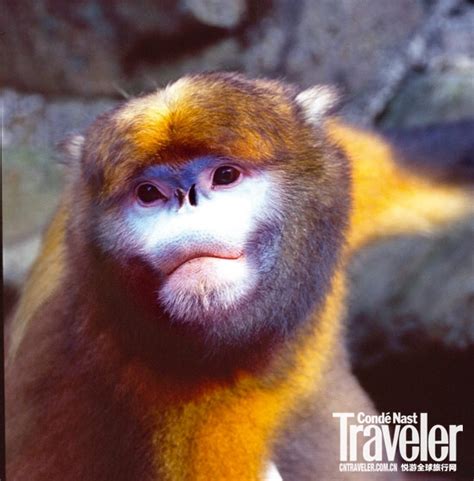 全球最珍贵的黔金丝猴喜得“贵子”_旅游频道_凤凰网