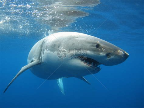 体型庞大的大白鲨高清图片下载-正版图片600352025-摄图网