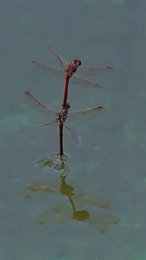 【蜻蜓点水摄影图片】星火园生态摄影_荒原狼_太平洋电脑网摄影部落