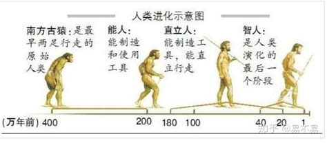 人类起源与进化的主要阶段_挂云帆