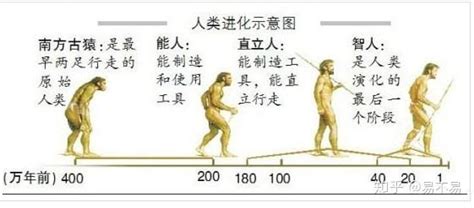 人类进化史动态图图片