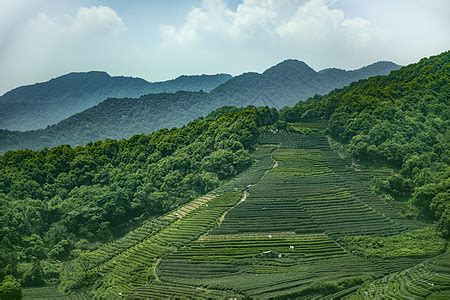 重庆茶园图片_重庆茶园素材_重庆茶园高清图片_摄图网图片下载