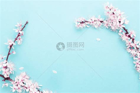 春暖花开蓝色背景上的五月花和四月花卉质盛开的杏子宏与软焦点的分支用于带有复制空间的复活节和春高清图片下载-正版图片506574088-摄图网