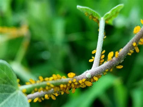 春季高发虫害——蚜虫 - 深圳八方纵横生态技术有限公司