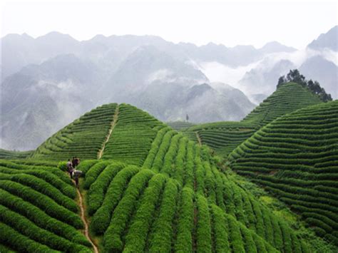 六枝依托茶产业打造特色农业