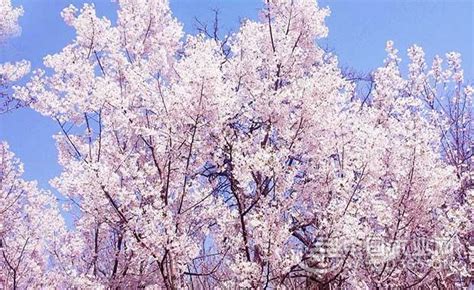樱花的花语是什么 樱花的花语_大众健康网