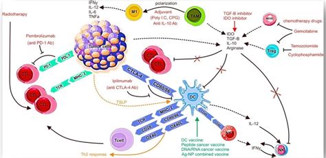 DC细胞-原代细胞-STR细胞-细胞培养基-赛百慷生物