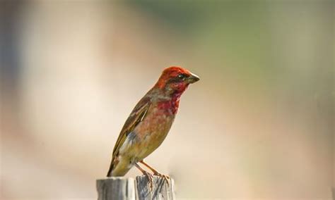 麻料鸟学名是什么,朱雀和麻料是一种鸟 - 品尚生活网