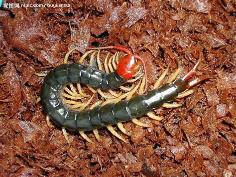 蜈蚣介绍，属于性情凶猛的节肢动物 - 农宝通