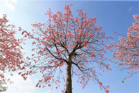 木棉花树图片