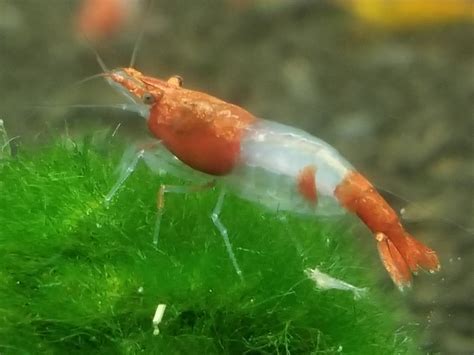 Red Rili Garnele, Kohaku Shrimp - Neocaridina davidi "Red Rili ...