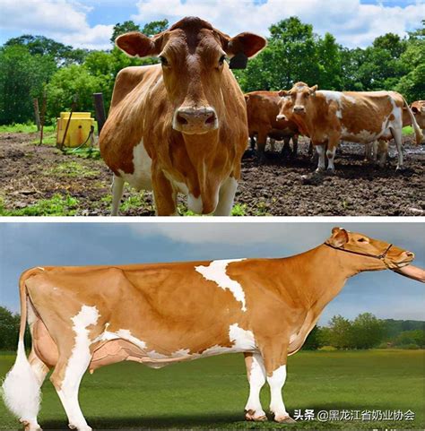 世界十大肉牛品种，第一日本和牛，第五口感细腻鲜美_排行榜123网